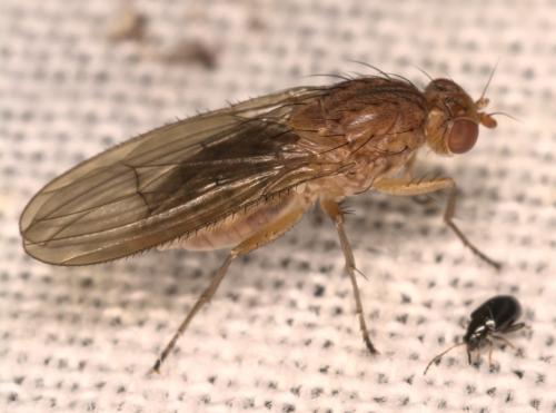 Réf. 313 783 : Suillia bicolor